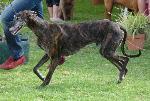 Cães