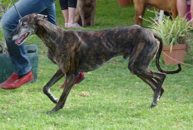 Galgo Espanhol