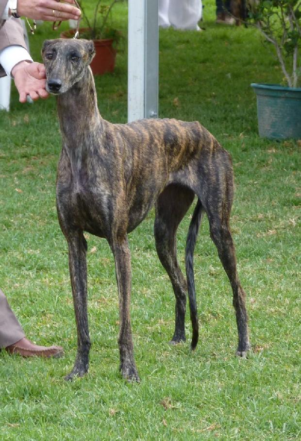 Galgo Espanhol