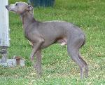 Cães