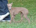 Cães