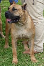 Cães