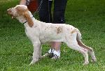 Cães