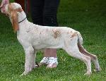 Cães
