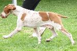 Cães