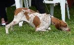 Criadores de cães da raça Braco Italiano
