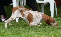 Criadores de cães da raça Braco Italiano
