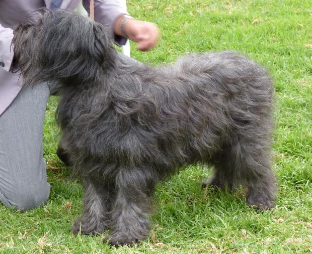 Cão de Pastor Catalão