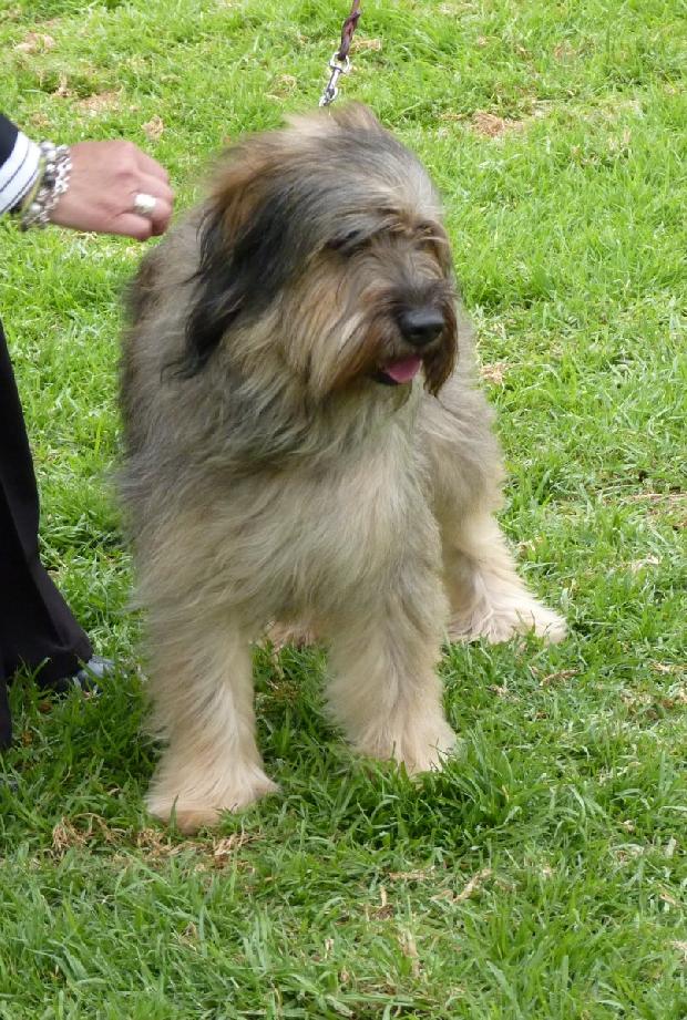 Cão de Pastor Catalão