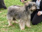 Cães