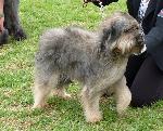 Cães
