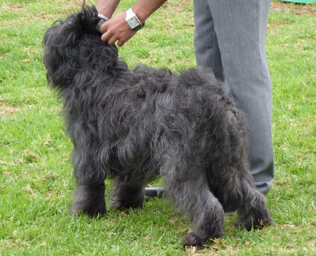Cão de Pastor Catalão