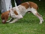 Cães