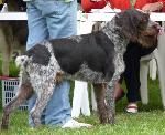 Cães