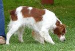 Cães