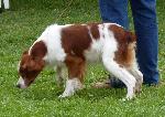 Cães