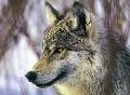 Lobo