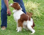 Cães
