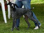 Cães