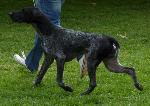 Cães