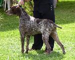 Cães