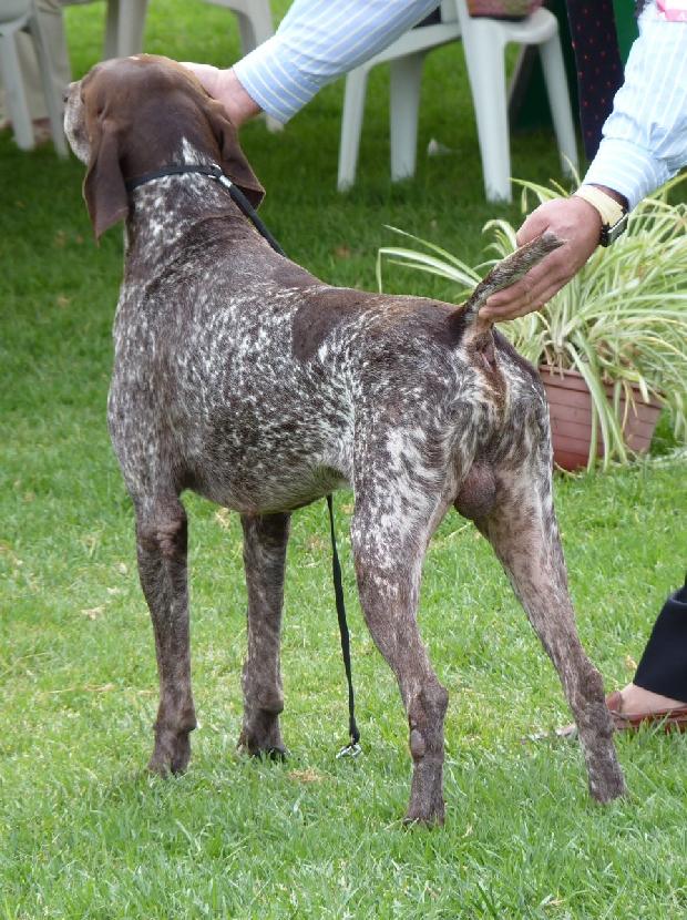 Braco Alemão de Pêlo Curto