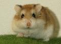Hamster Roboroski
