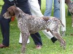 Cães