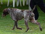 Cães