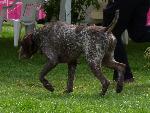 Cães