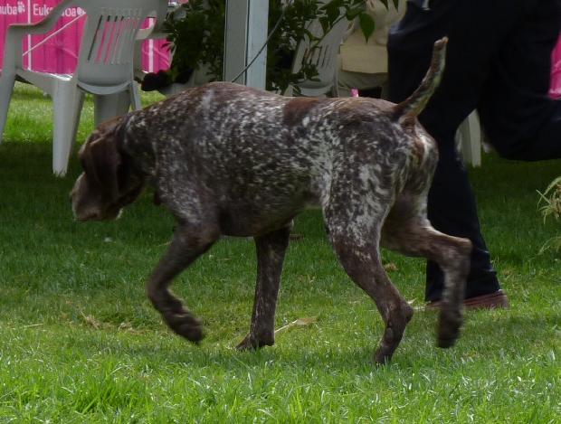 Braco Alemão de Pêlo Curto