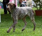 Cães
