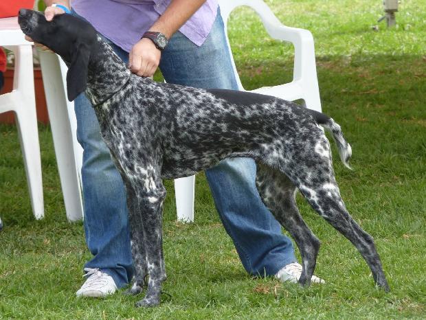 Braco Alemão de Pêlo Curto