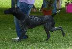 Cães