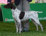 Cães