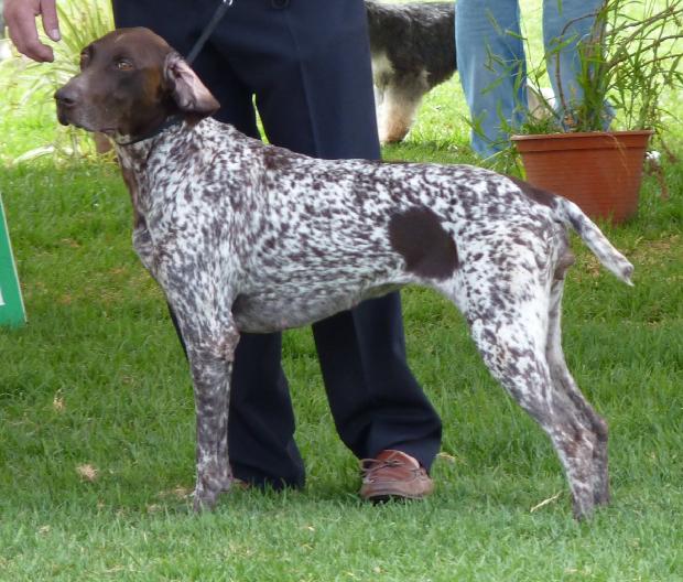 Braco Alemão de Pêlo Curto