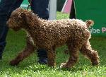 Cães