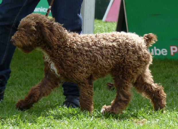 Cão de Água Espanhol