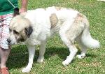 Cães