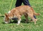 Cães