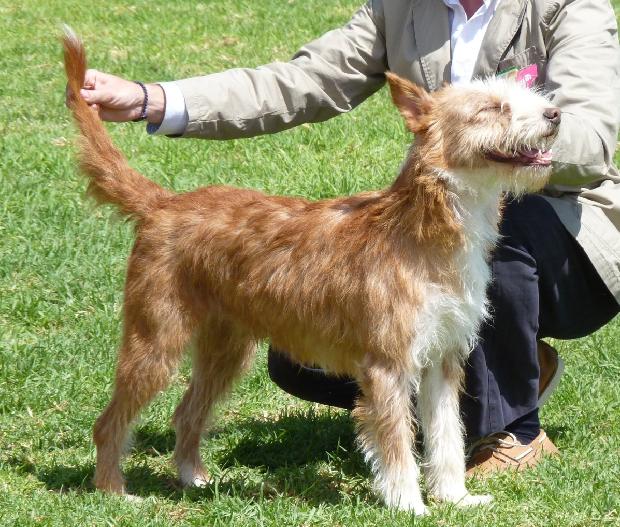 Podengo Português Médio de Pêlo Cerdoso