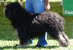 Cães