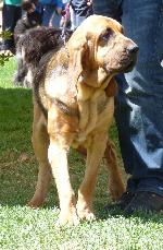 Cães