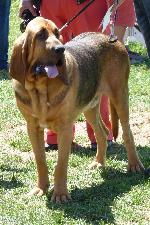Cães