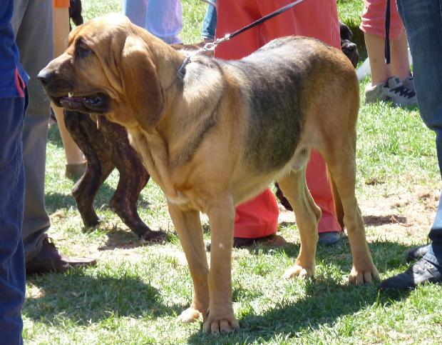 Cão de Santo Huberto