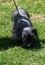 Cães