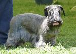 Cães