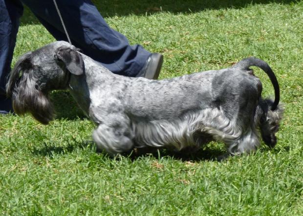 Terrier Checo