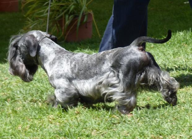 Terrier Checo