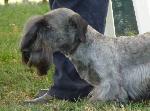 Cães
